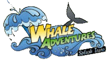Whale Adventures - Splash Tours