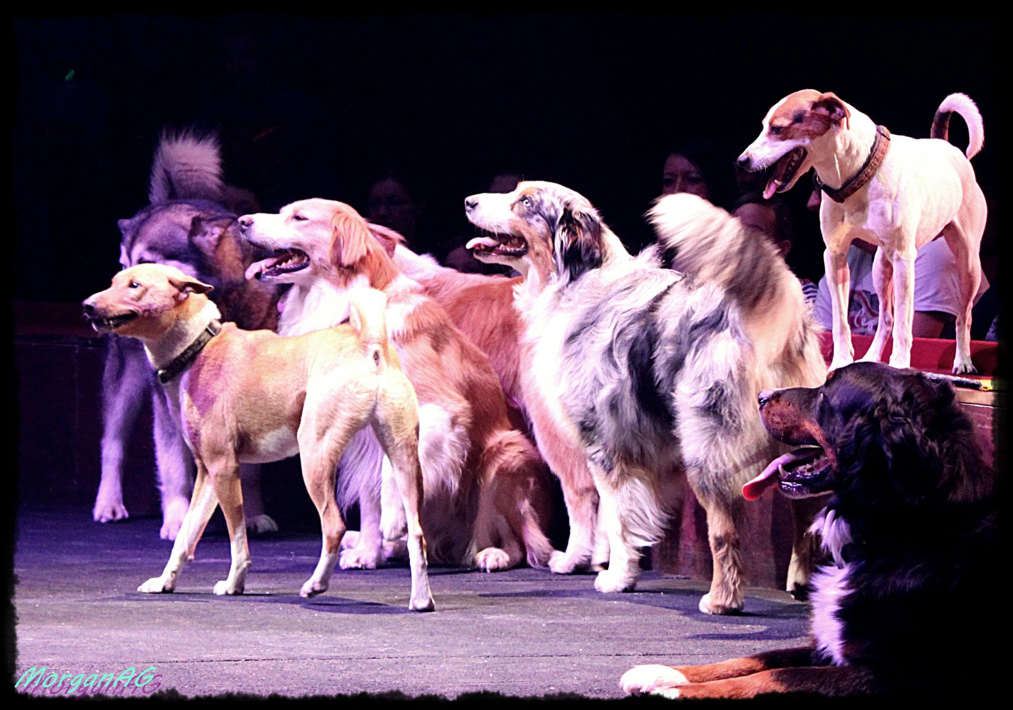 Zirkus 2013